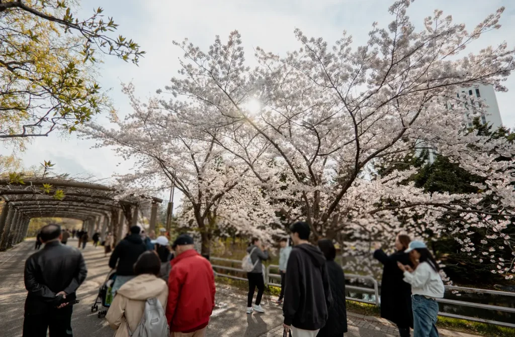 Nakajima Park Sapporo cherry blossom May