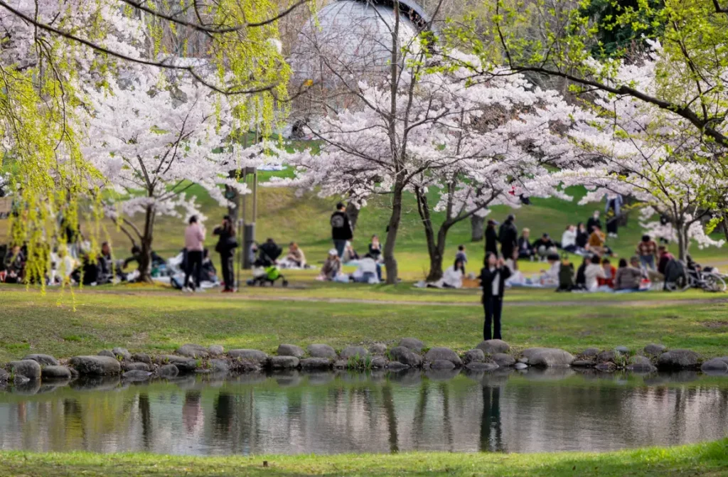 Nakajima Park Sapporo cherry blossom May