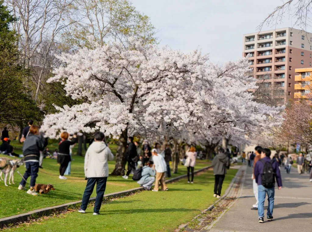 Nakajima Park Sapporo cherry blossom May